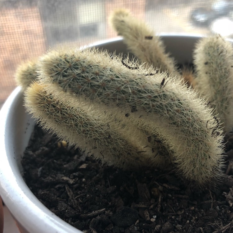 plant image 711004