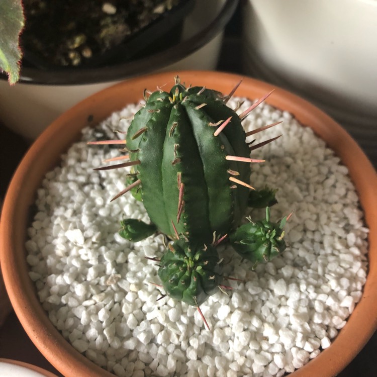 Plant image Euphorbia aggregata