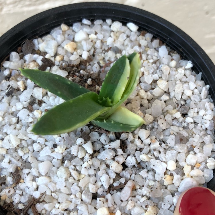 Plant image Aloe Mitriformis
