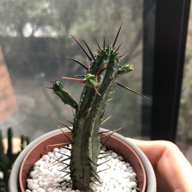 Euphorbia enopla
