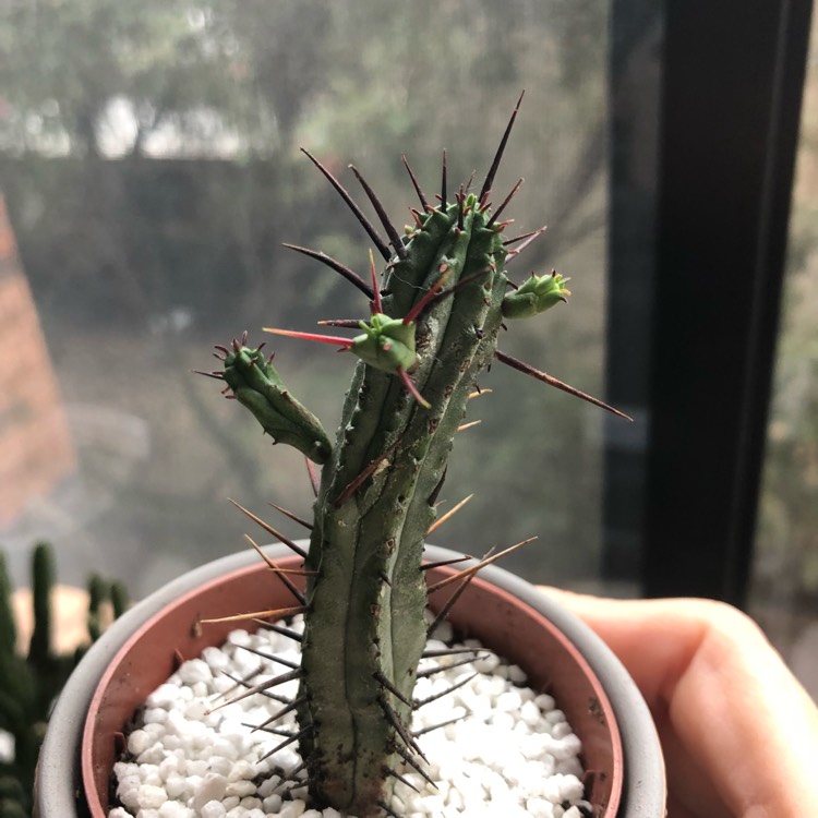 Plant image Euphorbia enopla