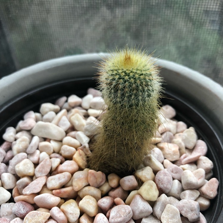 Plant image Echinopsis spachiana