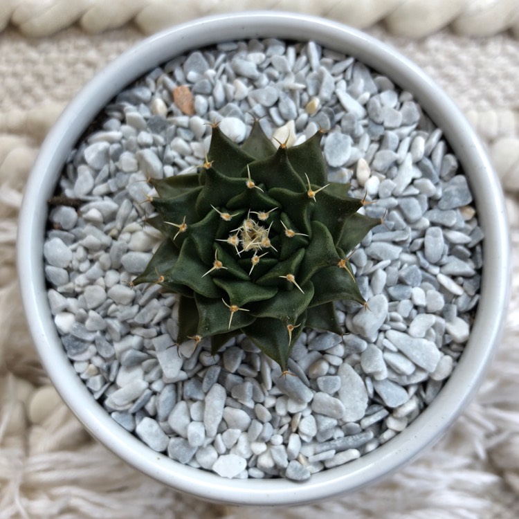 Plant image Obregonia denegrii