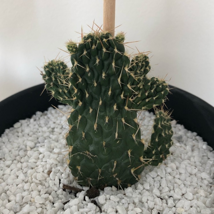 plant image 717249