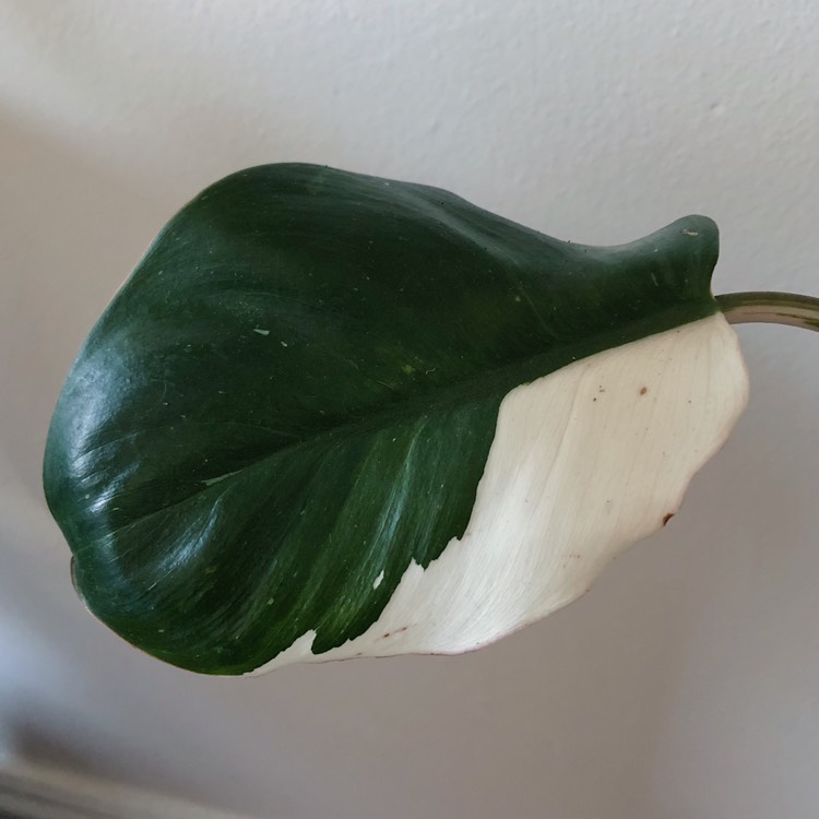 plant image 717263