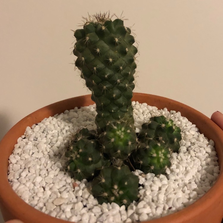 Plant image Copiapoa humilis