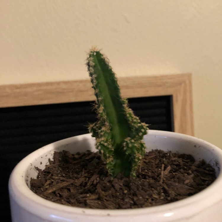 plant image 717475 plant image 717475