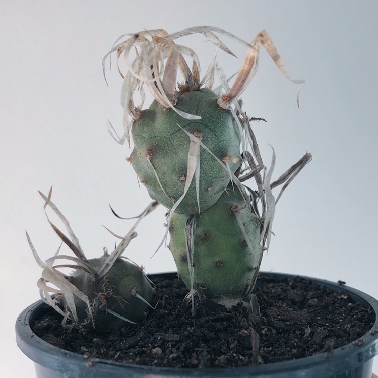 Plant image Tephrocactus articulatus