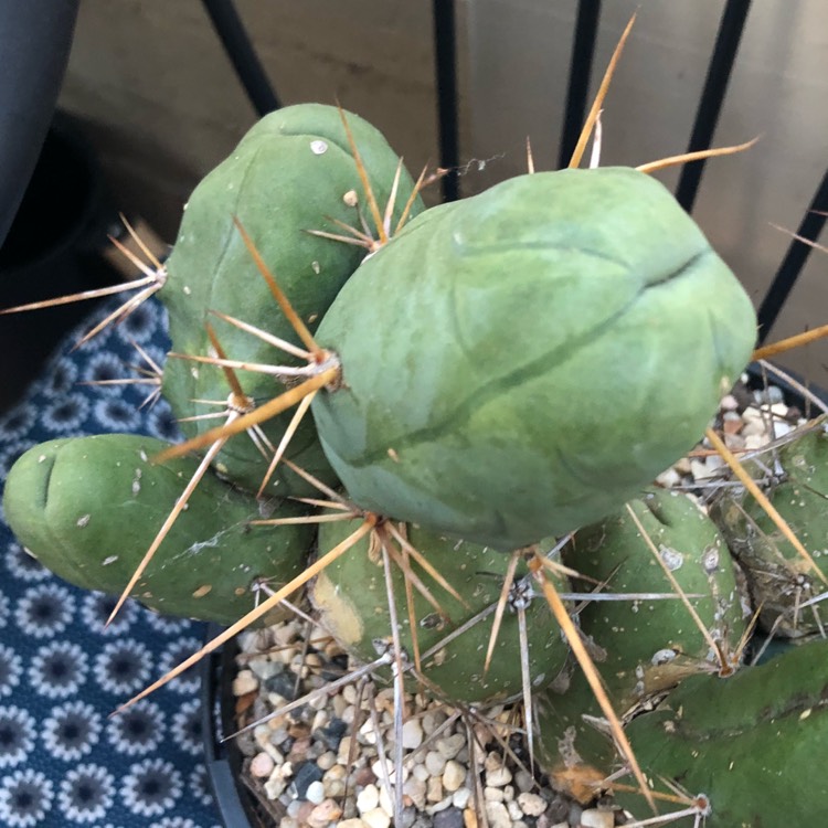 plant image 719593