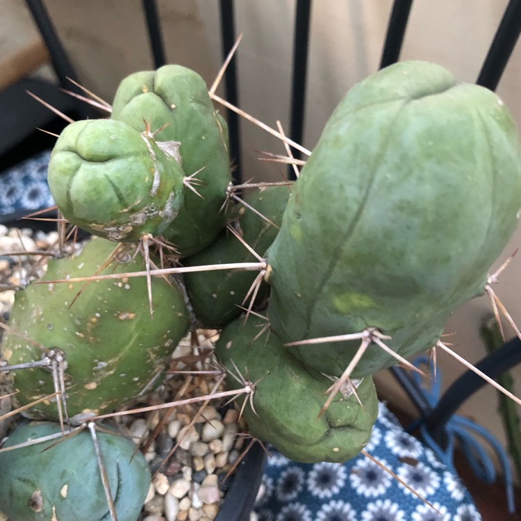 plant image 719594