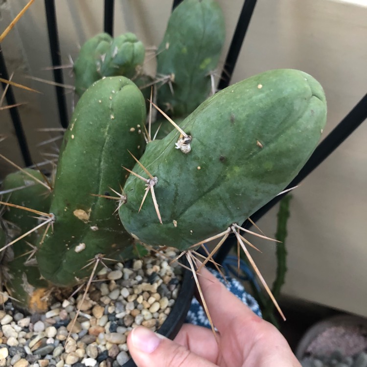 plant image 719596