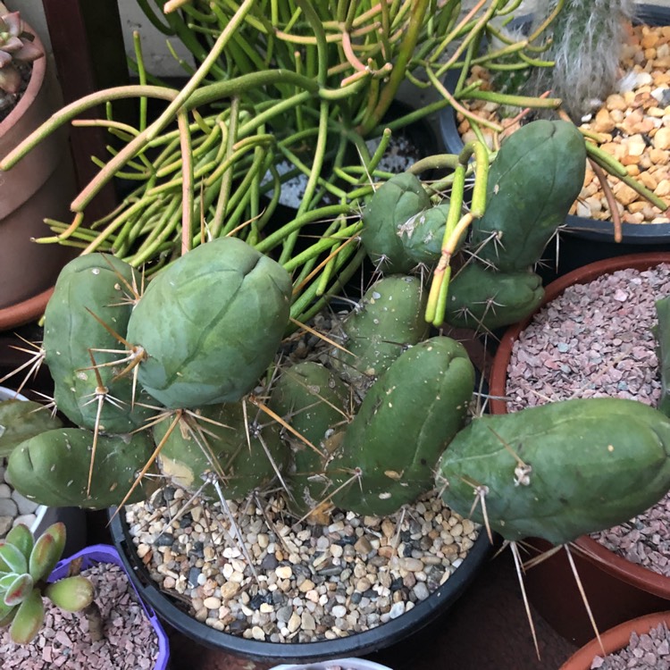 Plant image Trichocereus bridgesii 'Montrose'