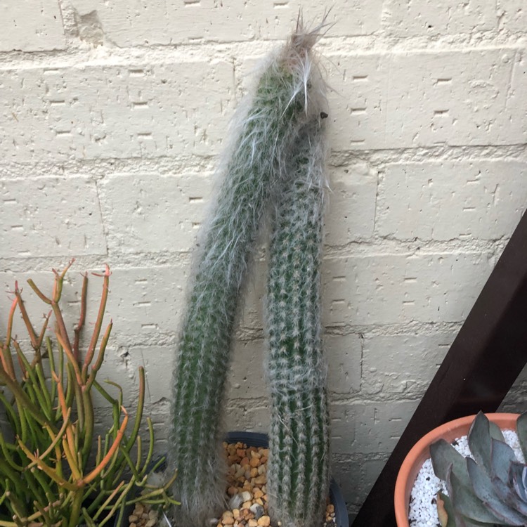 Plant image Cephalocereus Senilis