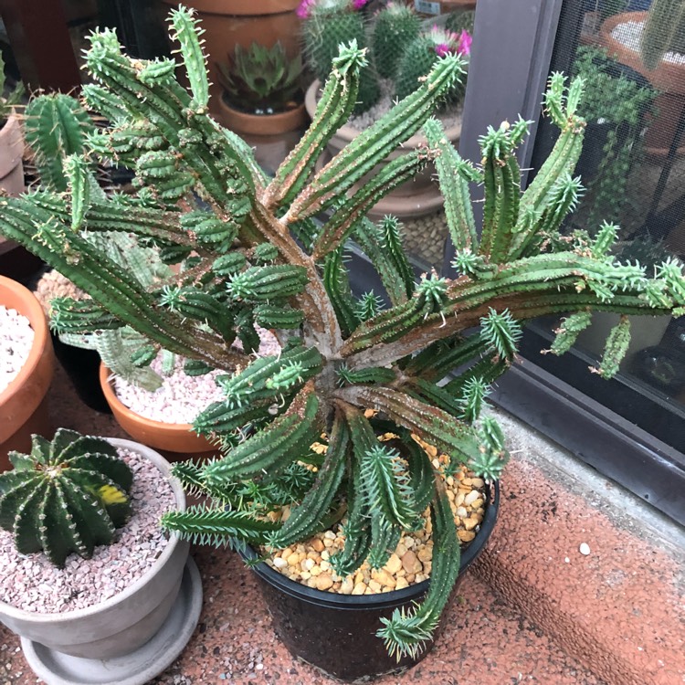 Plant image Euphorbia Mammillaris