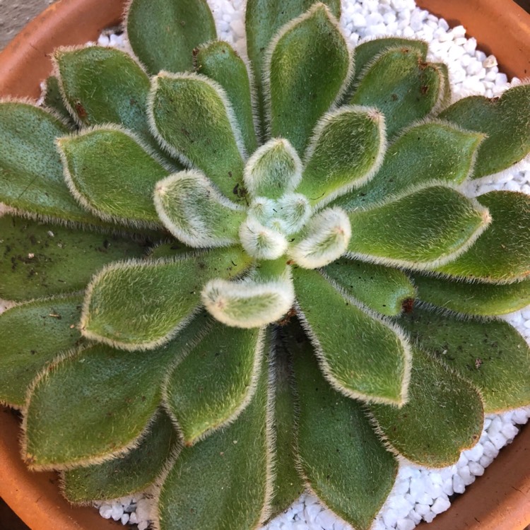 Plant image Echeveria Setosa var. Setosa