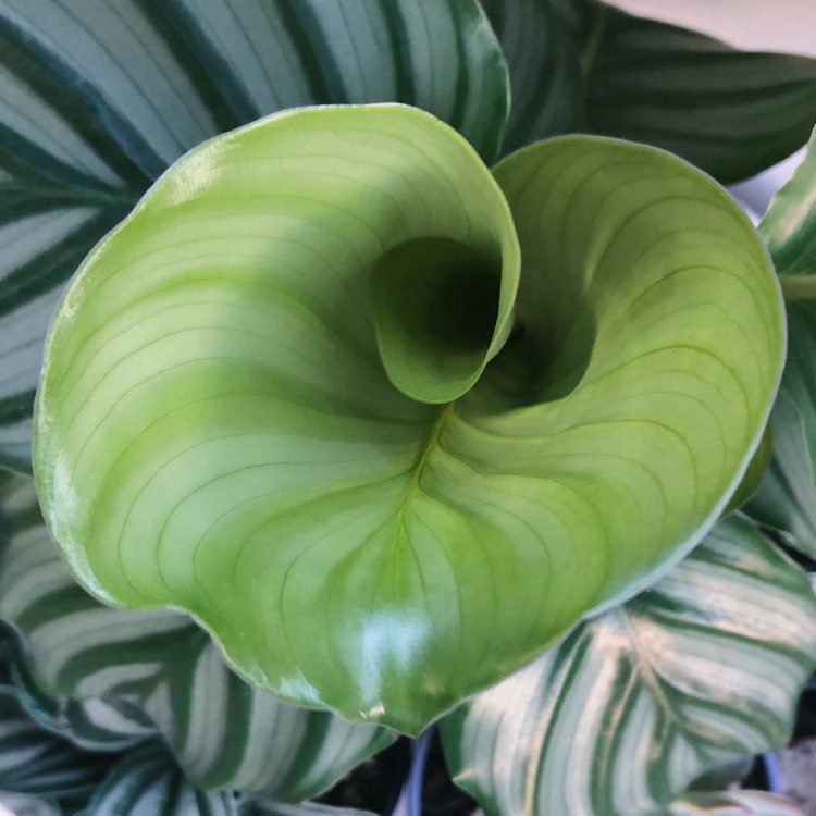 Plant image Calathea Orbifolia
