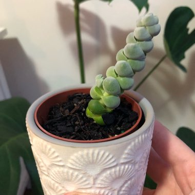 Crassula  Plegmatoides syn. Crassula pseudocolumnaris