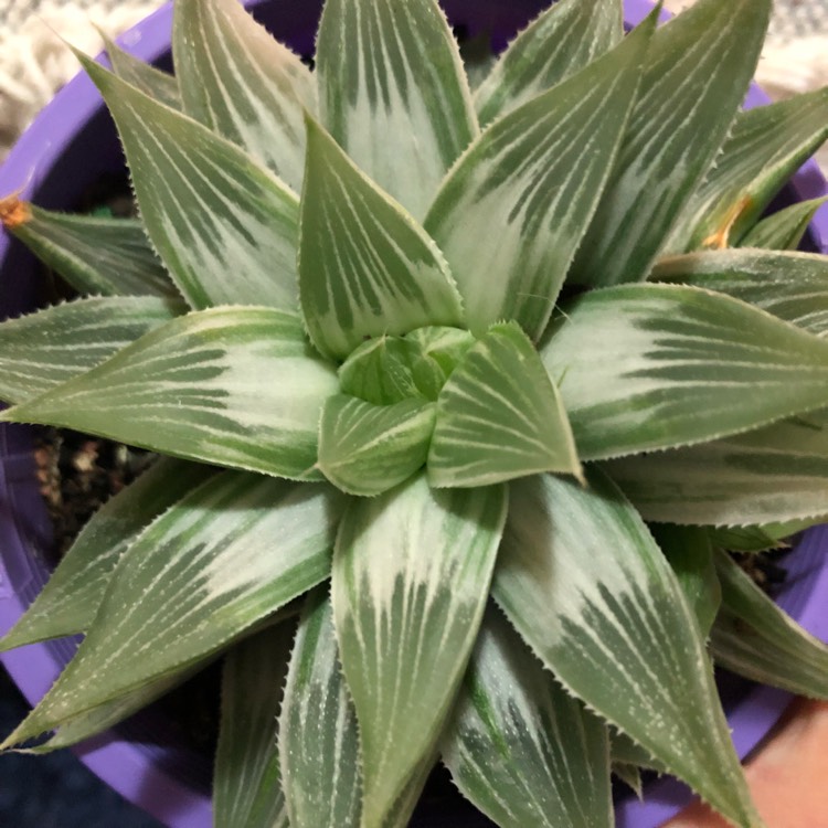 plant image 721124 plant image 721124