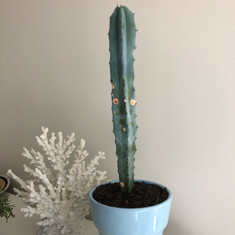 plant image 722166