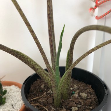 Alocasia Zebrina Sarian