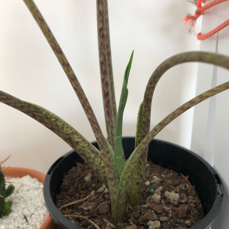 Plant image Alocasia Zebrina Sarian