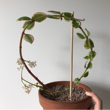 Crassula Sarmentosa Variegata