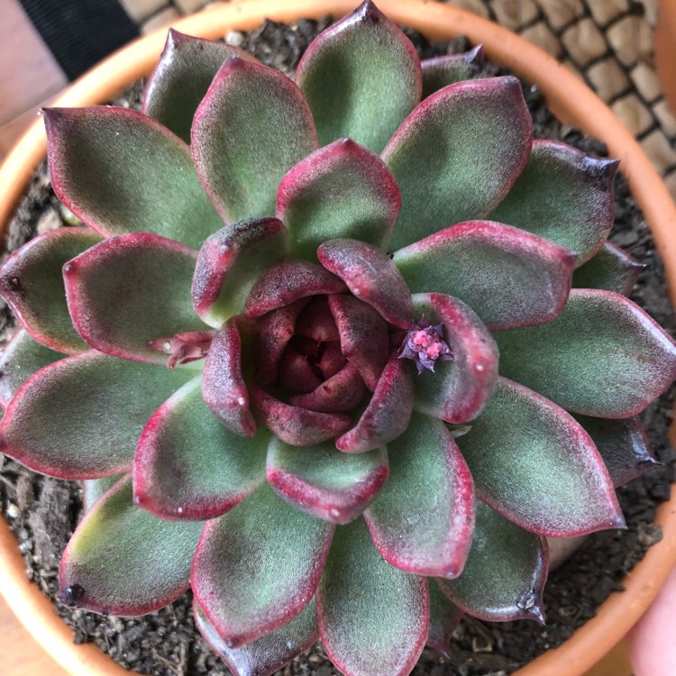 plant image 727137 plant image 727137