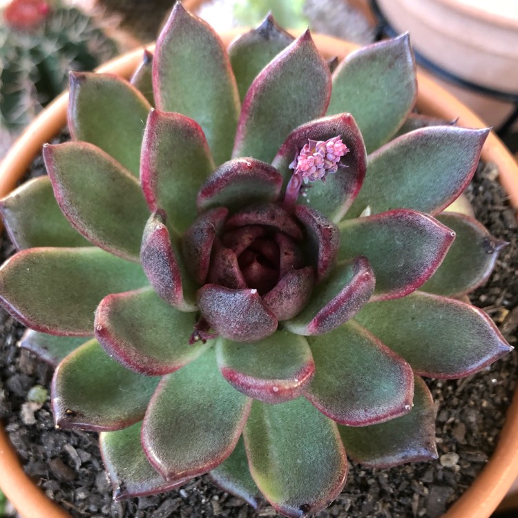 Plant image Echeveria Agavoides Blood Maria