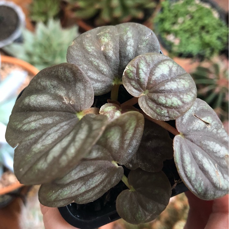 Plant image Peperomia 'Peppermill'