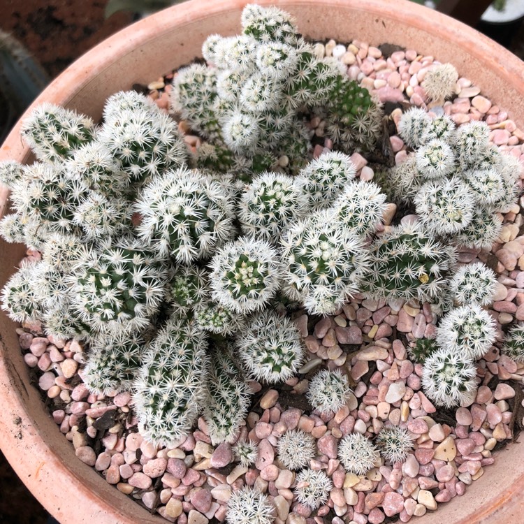 Plant image Mammillaria Vetula ssp. Gracillis