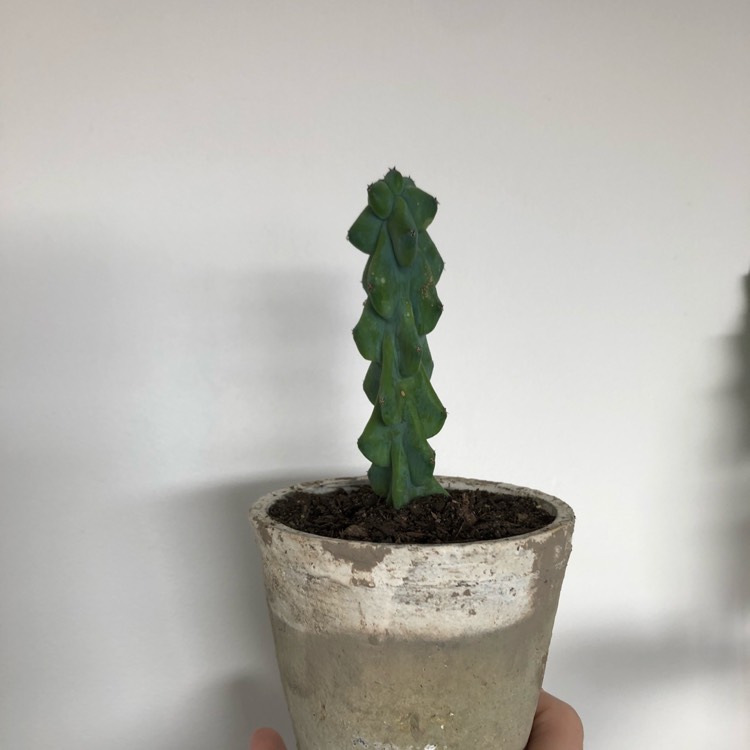 Plant image Myrtillocactus geometrizans 'Fukurokuryuzinboku'