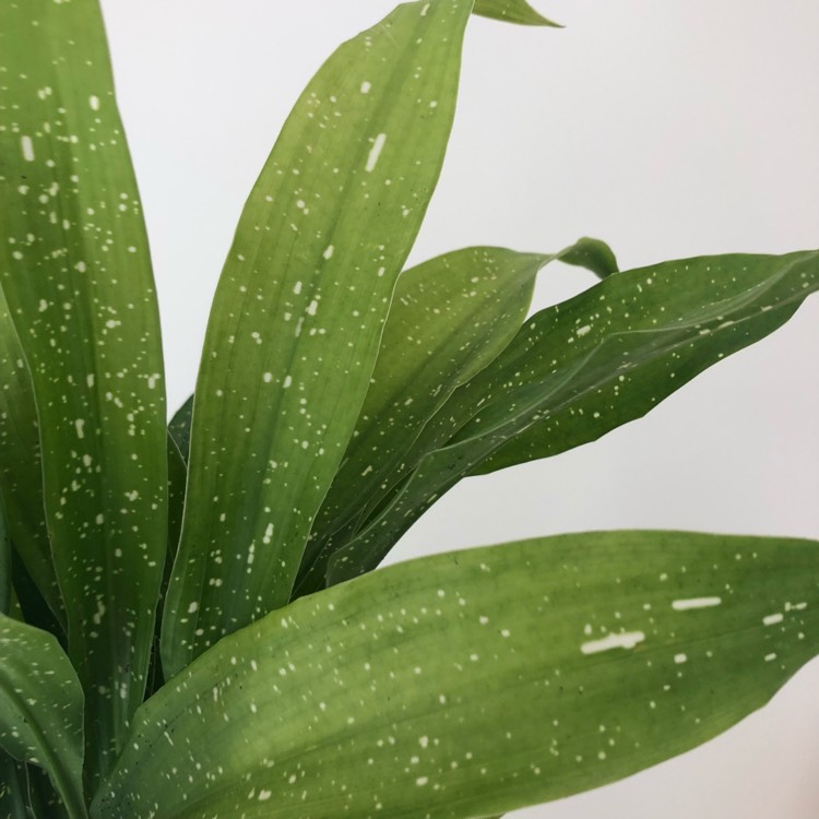 Plant image Aspidistra elatior