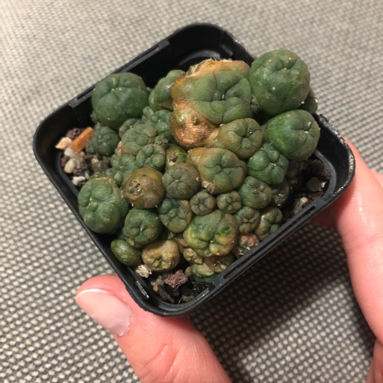 Plant image Lophophora Williamsii