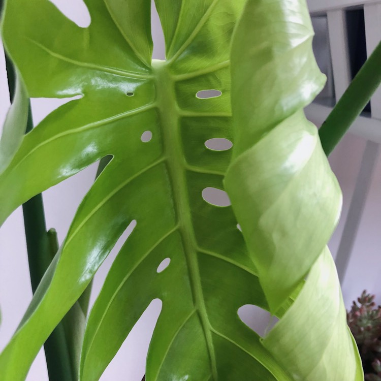 Plant image Monstera deliciosa 'Tauerii'