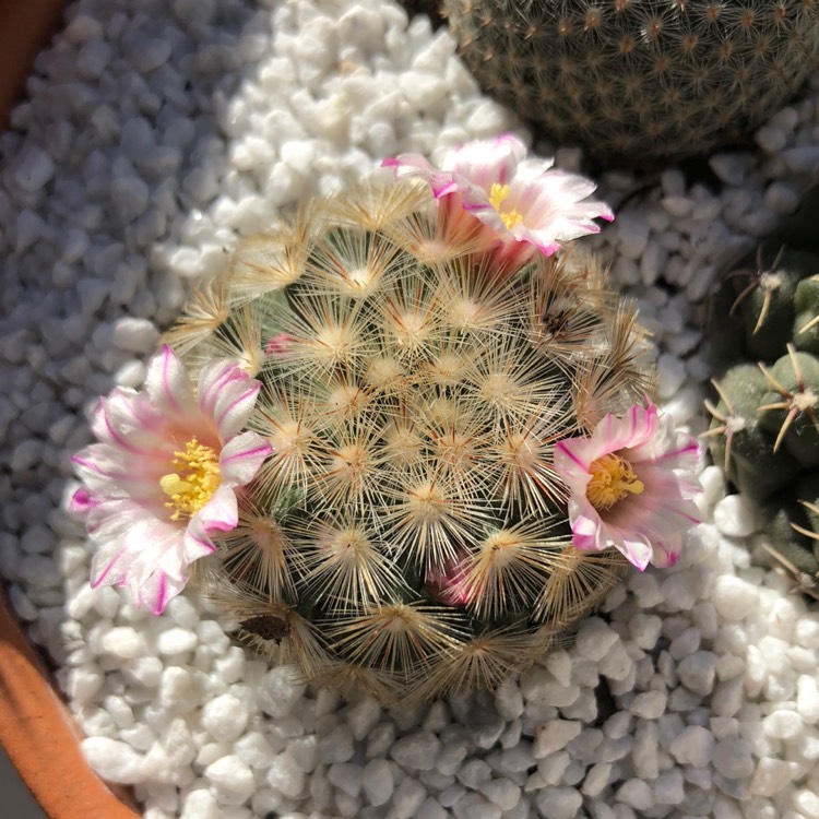 plant image 765870
