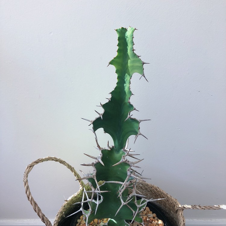 Plant image Euphorbia grandicornis
