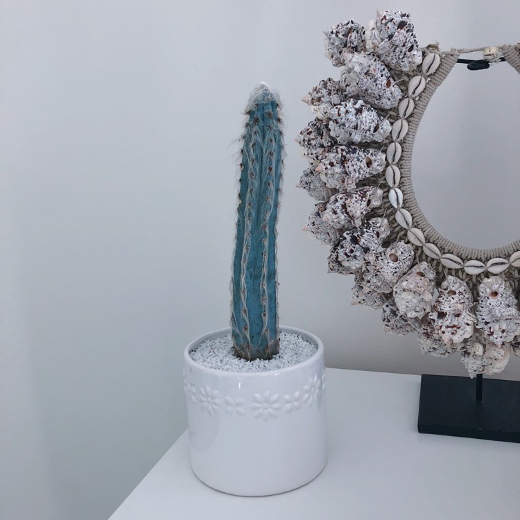 Plant image Pilosocereus palmeri
