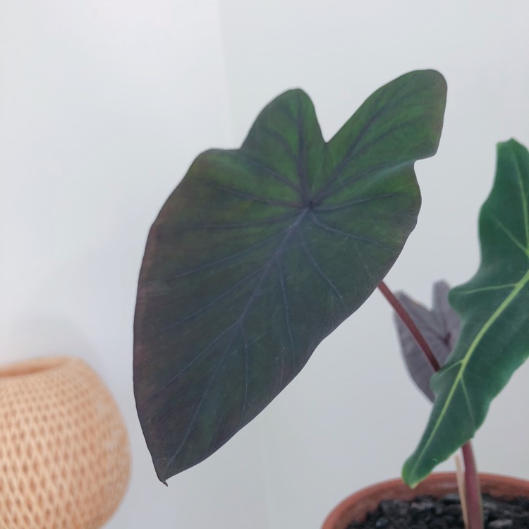 plant image 779258 plant image 779258
