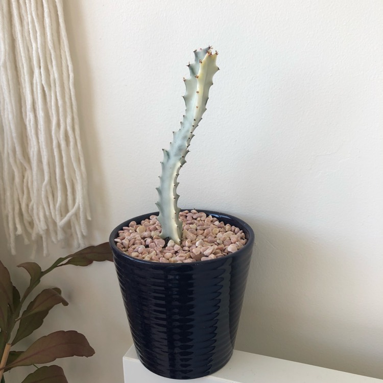 Plant image Euphorbia lactea 'White Ghost'