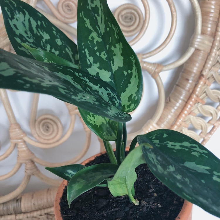 plant image 779265