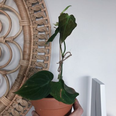 Philodendron micans