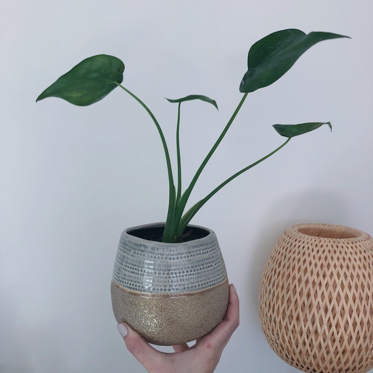 Plant image Alocasia cucullata
