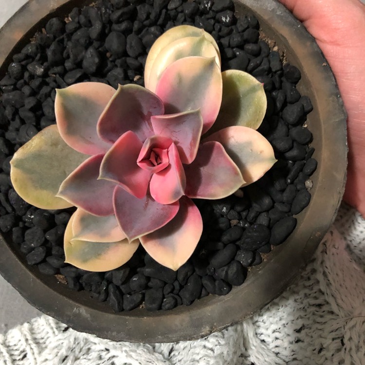 Plant image Echeveria Perle Von Nurnburg Variegata