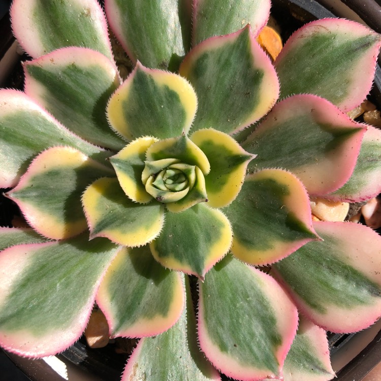Plant image Aeonium Sunburst