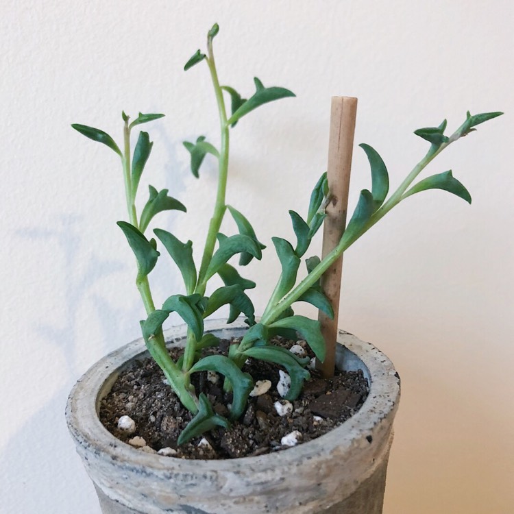 plant image 789795