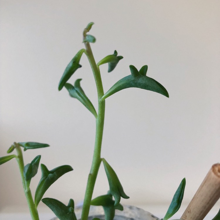 Plant image Senecio Peregrinus