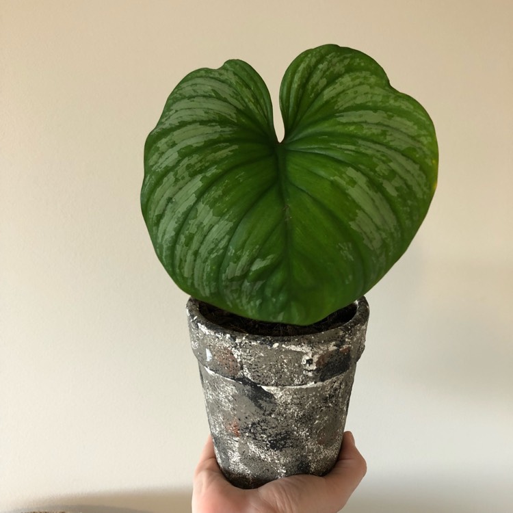 Plant image Philodendron
