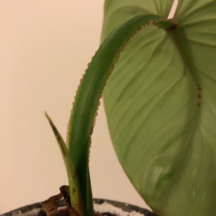 plant image 790214