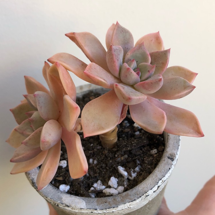 Plant image xGraptoveria Marpin