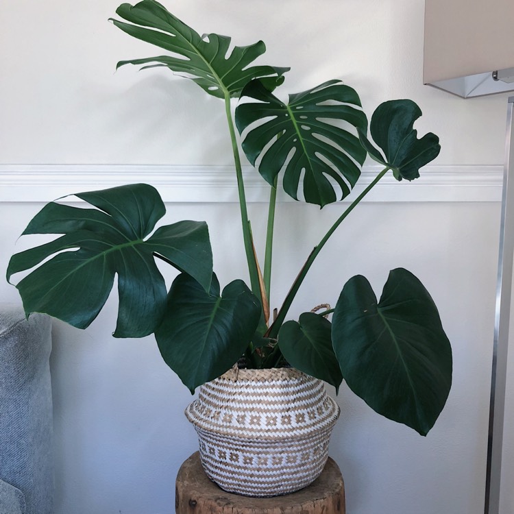 plant image 800285